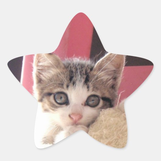 Whiskers' Kitten-Star-Aufkleber Stern-Aufkleber (Vorderseite)