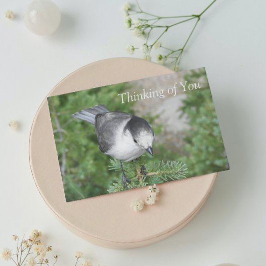 Whiskey Jack Foto Denken Sie an Ihre leere Karte