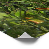 Whiskeytown See im Sommer...... Poster (Ecke)