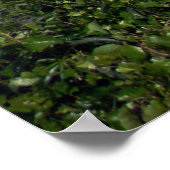 Whiskeytown See... Poster (Ecke)