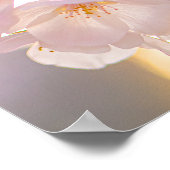 Whispers of Spring – Cherry Blossoms at Dusk Poster (Ecke)