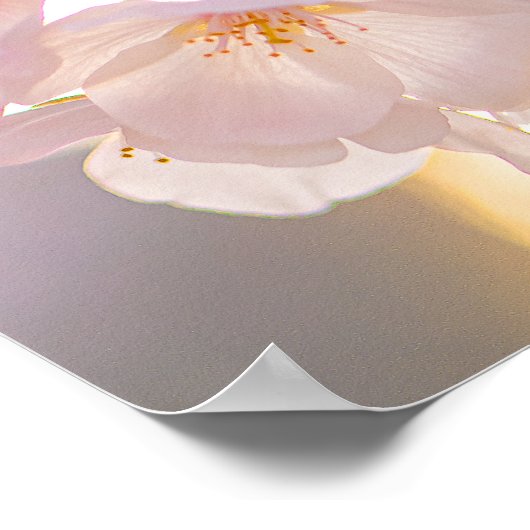 Whispers of Spring – Cherry Blossoms at Dusk Poster (Ecke)