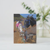 Whitby Donkeys Postkarte (Stehend Vorderseite)