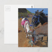 Whitby Donkeys Postkarte (Vorne/Hinten)