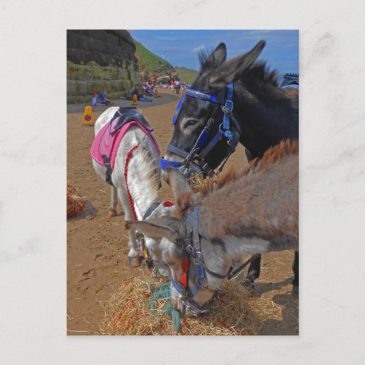 Whitby Donkeys Postkarte (Vorderseite)