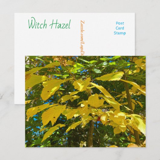 Whitcher Hazel Postcard Postkarte (Vorne/Hinten)