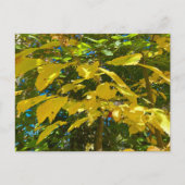 Whitcher Hazel Postcard Postkarte (Vorderseite)