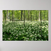White A field of trilliums, Niagara Falls Blume Poster (Vorne)