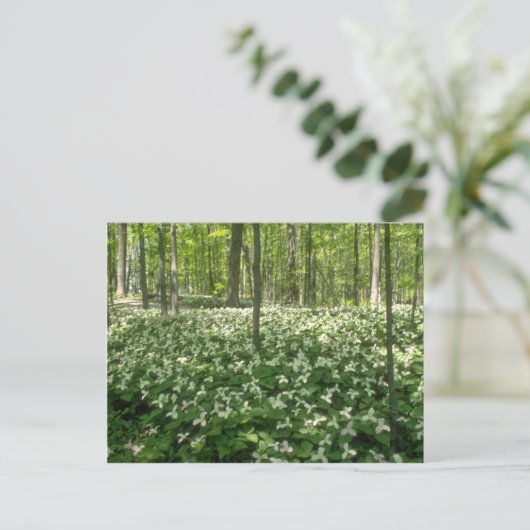 White A field of trilliums, Niagara Falls Blume Postkarte (Stehend Vorderseite)
