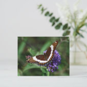 White Admiral Butterfly Postcard Postkarte (Stehend Vorderseite)