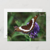 White Admiral Butterfly Postcard Postkarte (Vorne/Hinten)