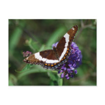 White Admiral Butterfly Postcard