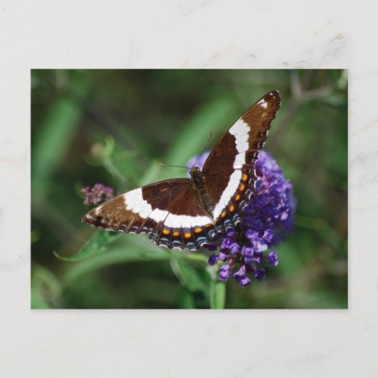 White Admiral Butterfly Postcard Postkarte (Vorderseite)