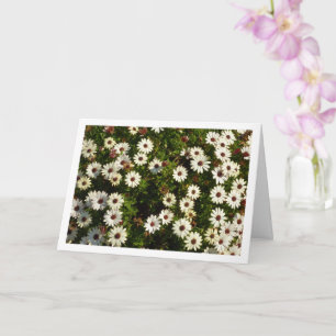 White African Daisies Card Karte