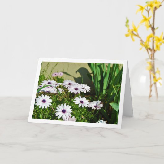 White African Daisies Karte (Gelbe Blume)