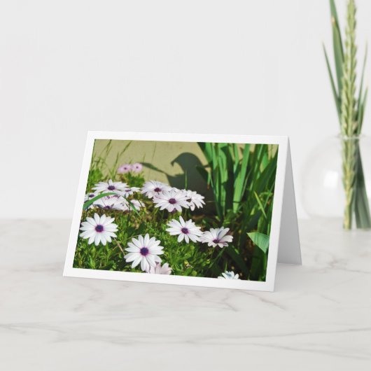 White African Daisies Karte (Vorderseite)