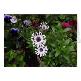 White African Daisy