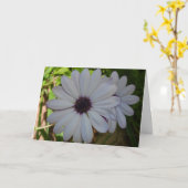 White African Daisy Blume Card Karte (Gelbe Blume)