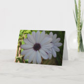 White African Daisy Blume Card Karte (Vorderseite)
