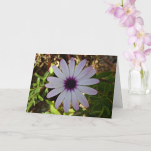 White African Daisy Blume Card Karte