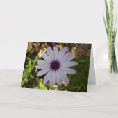 White African Daisy Blume Card Karte (Vorderseite)