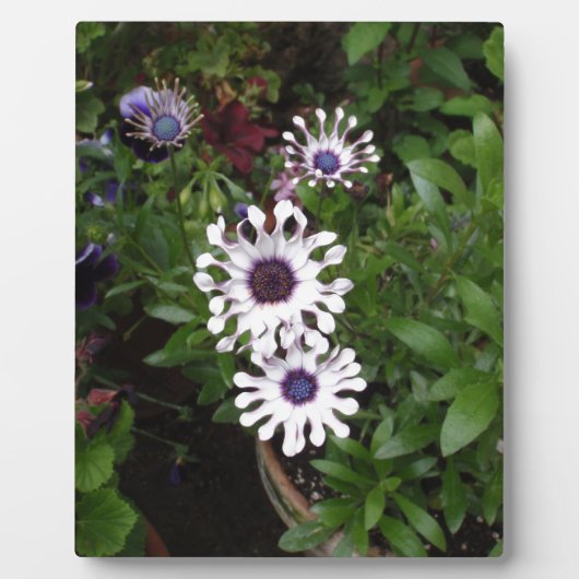 White African Daisy Fotoplatte (Vorderseite)