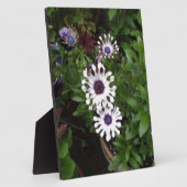 White African Daisy Fotoplatte (Seite)