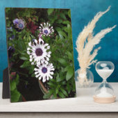 White African Daisy Fotoplatte (Seite)
