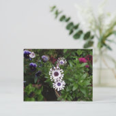 White African Daisy Postkarte (Stehend Vorderseite)