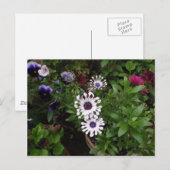 White African Daisy Postkarte (Vorne/Hinten)