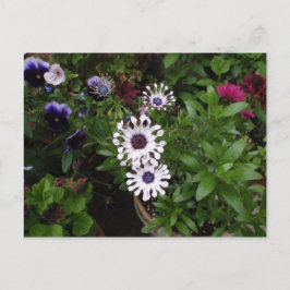 White African Daisy Postkarte