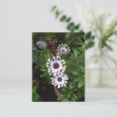 White African Daisy Postkarte (Stehend Vorderseite)