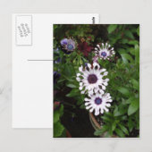 White African Daisy Postkarte (Vorne/Hinten)