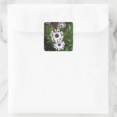 White African Daisy Quadratischer Aufkleber (Tasche)