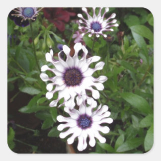 White African Daisy Quadratischer Aufkleber