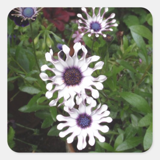 White African Daisy Quadratischer Aufkleber (Vorderseite)