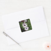 White African Daisy Quadratischer Aufkleber (Umschlag)