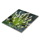 White Agapanthus Buds Floral Fliese (Seite)