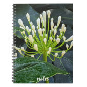 White Agapanthus Buds Floral Notizblock (Vorderseite)