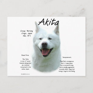 White Akita History Postkarte