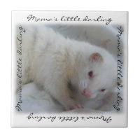 White Albino Ferret Picture