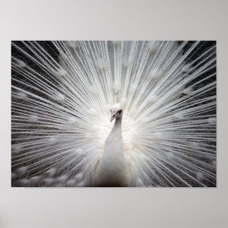 White Albino Peacock Atemberaubendes Wallfahrtspos Poster