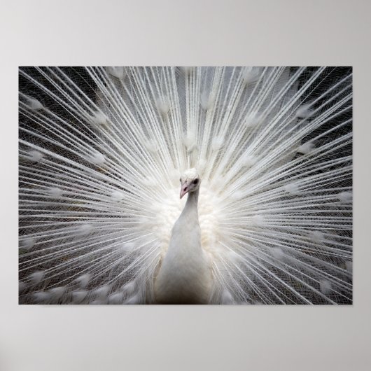 White Albino Peacock Atemberaubendes Wallfahrtspos Poster (Vorne)