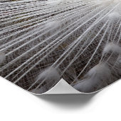 White Albino Peacock Atemberaubendes Wallfahrtspos Poster (Ecke)