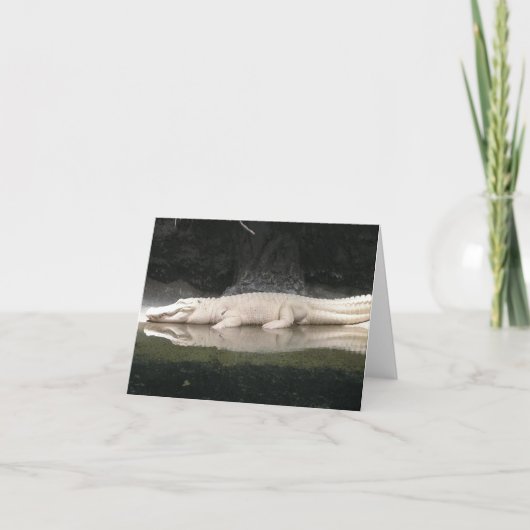 White Alligator Note Card Karte (Vorderseite)