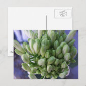 White Allium Buds Postkarte (Vorne/Hinten)