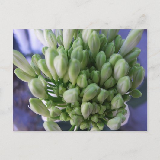 White Allium Buds Postkarte (Vorderseite)