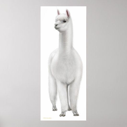 White Alpaca Print Poster (Vorne)