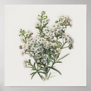 White Alyssum Blume Art Print Poster