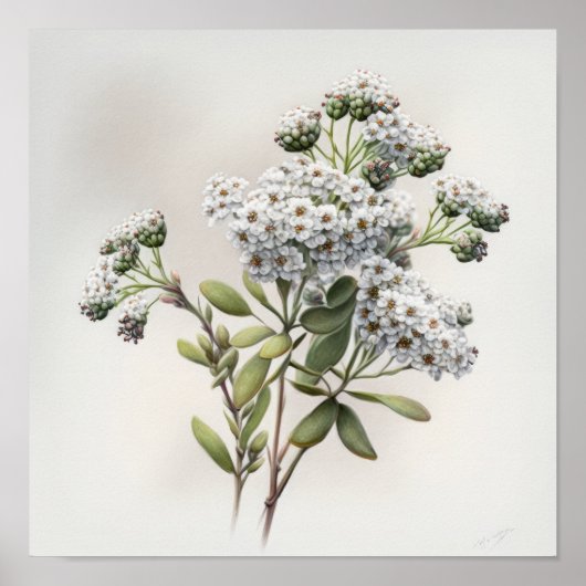 White Alyssum Blume Art Print Poster (Vorne)
